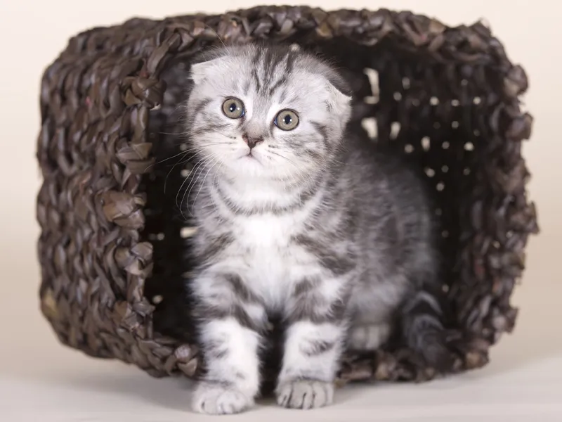 Animal photography part 02: The right equipment