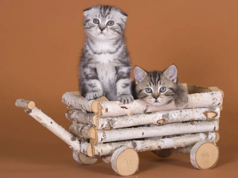 Animal photography part 02: The right equipment