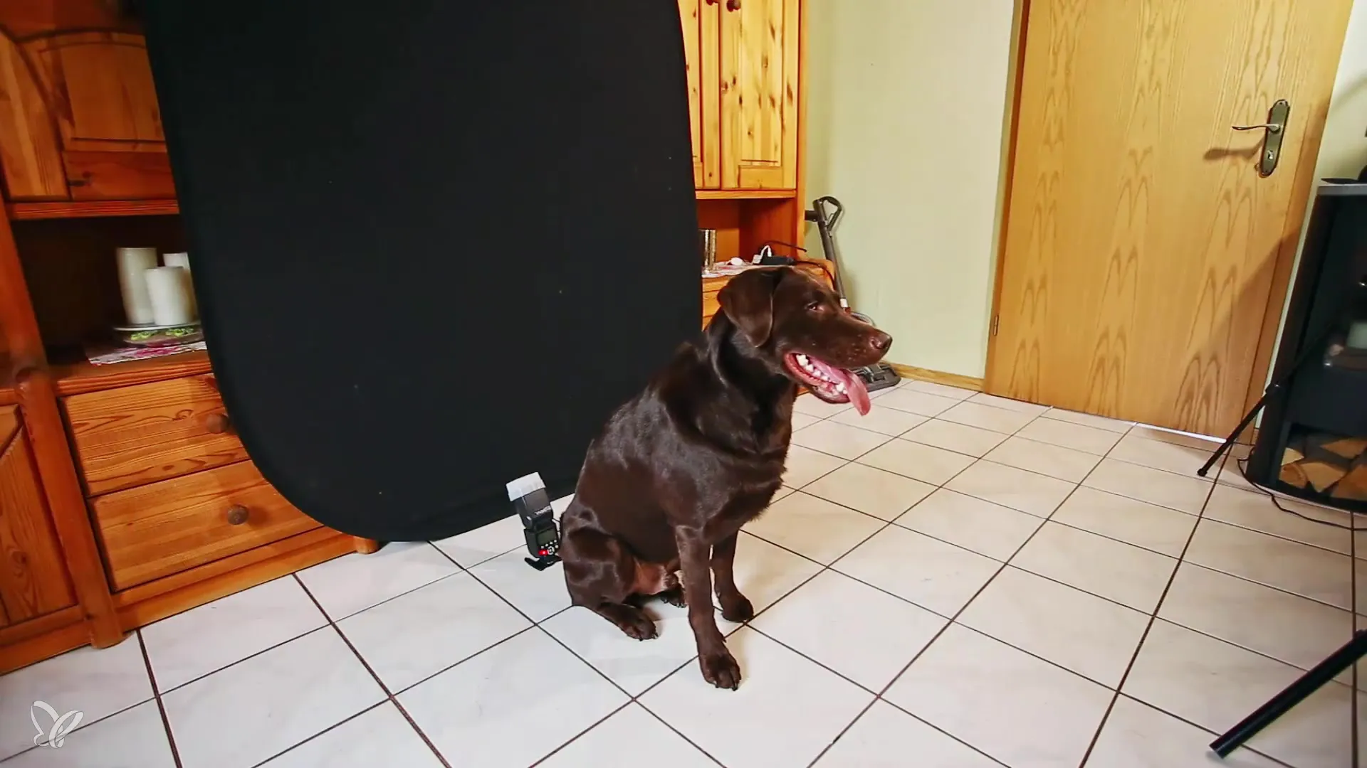 Langkah demi langkah potret anjing: Menjamin pengambilan yang sempurna