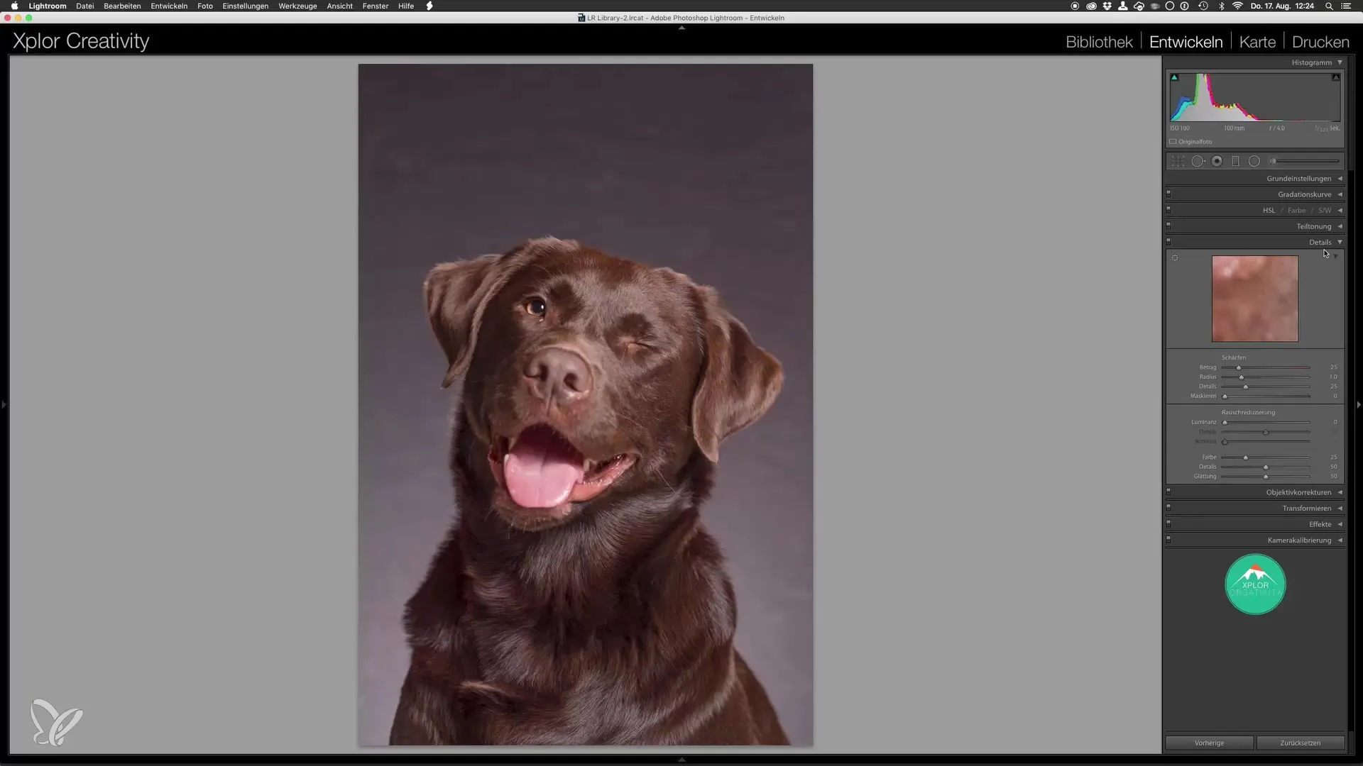 Pengolahan dasar yang optimal untuk potret anjing di Lightroom