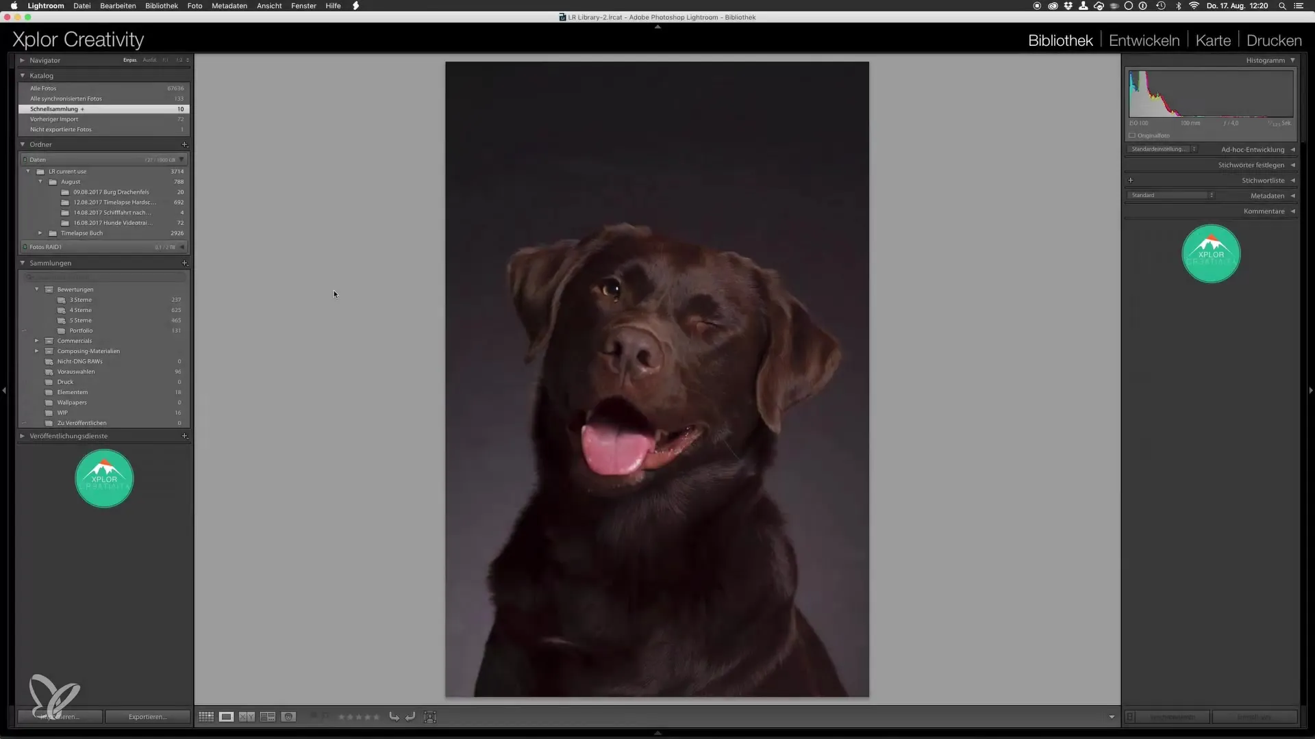 Pengolahan dasar yang optimal untuk potret anjing di Lightroom