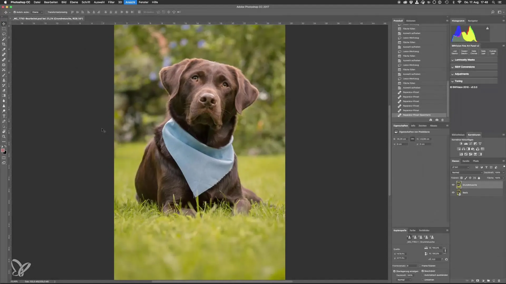 Perfect dog photos through advanced retouching techniques