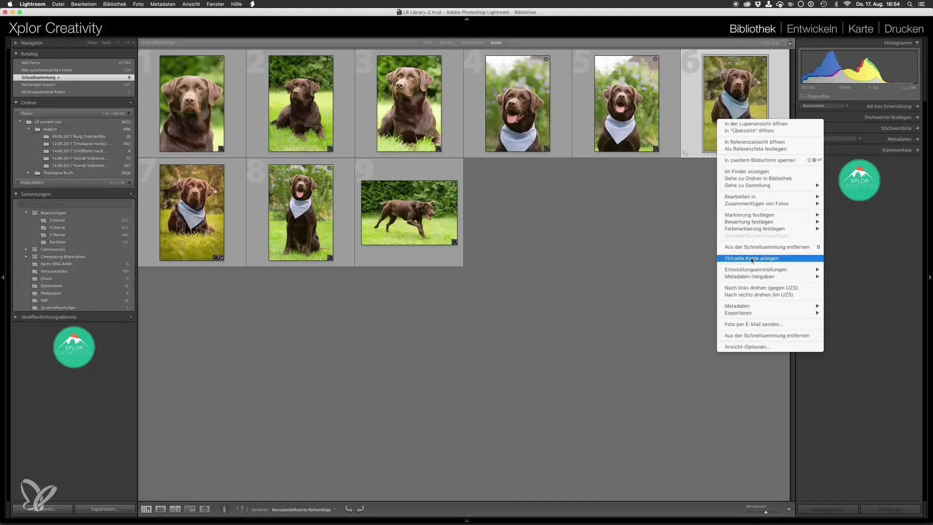 Last editing of dog photos in Lightroom and Photoshop
