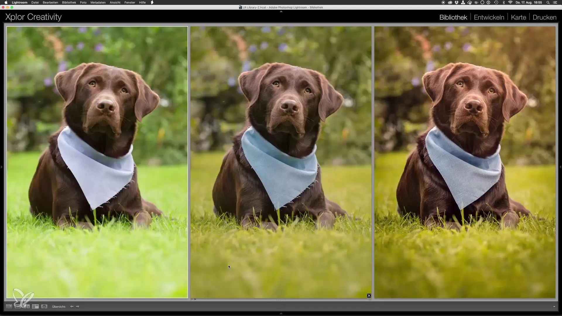 Last editing of dog photos in Lightroom and Photoshop
