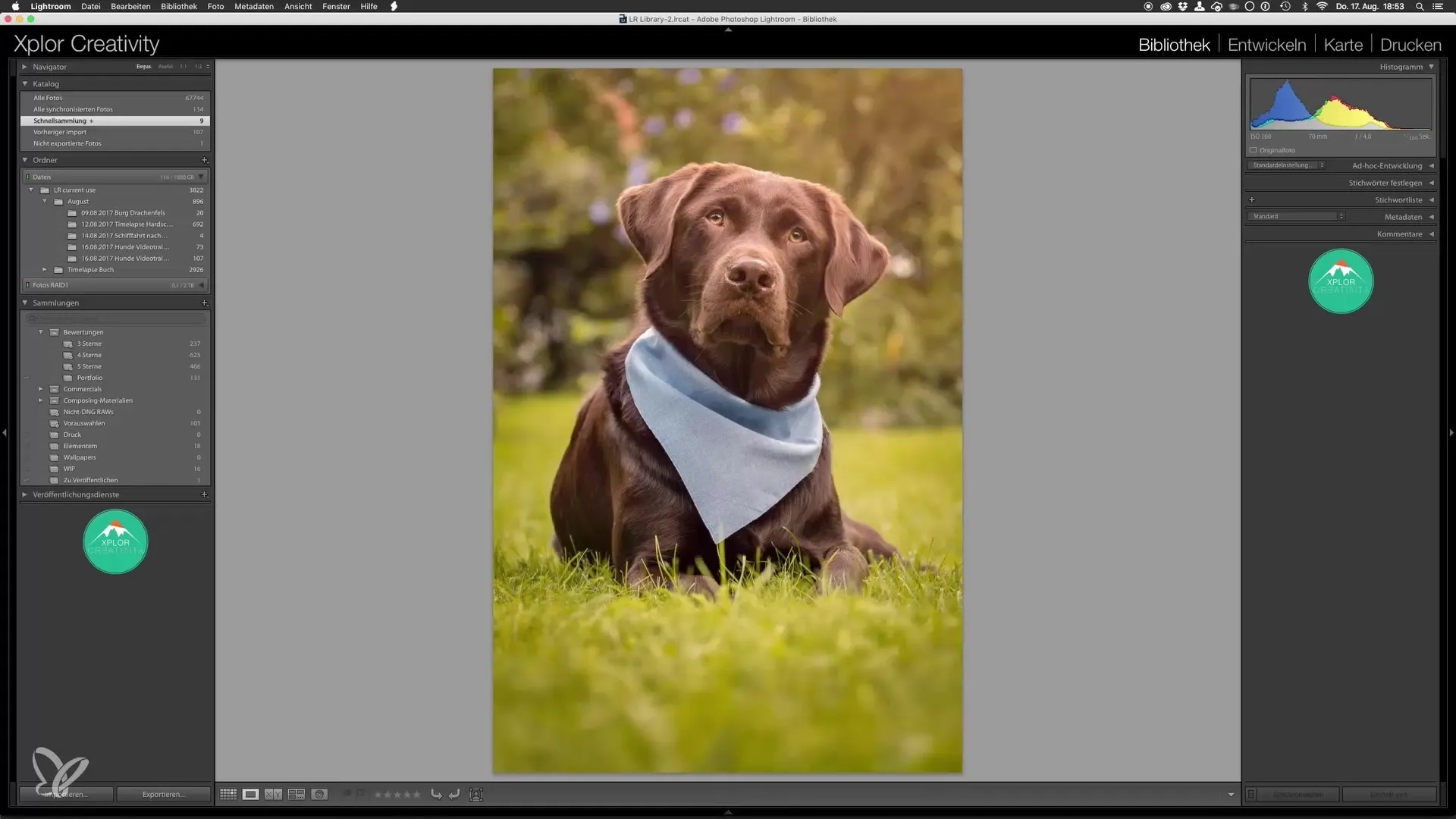Last editing of dog photos in Lightroom and Photoshop