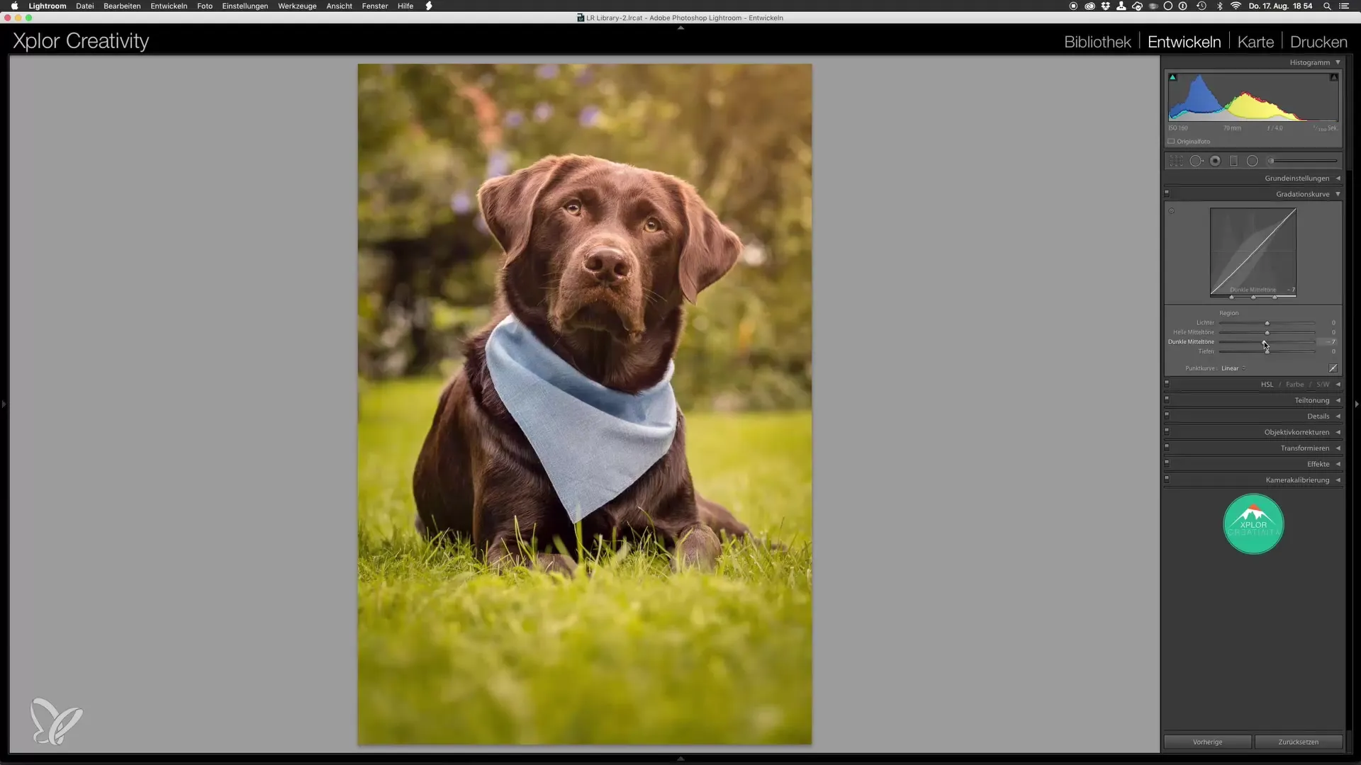 Last editing of dog photos in Lightroom and Photoshop