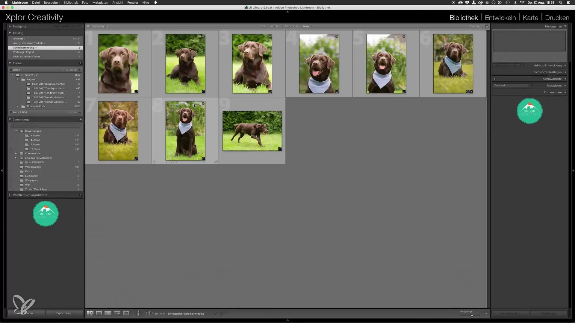 Last editing of dog photos in Lightroom and Photoshop