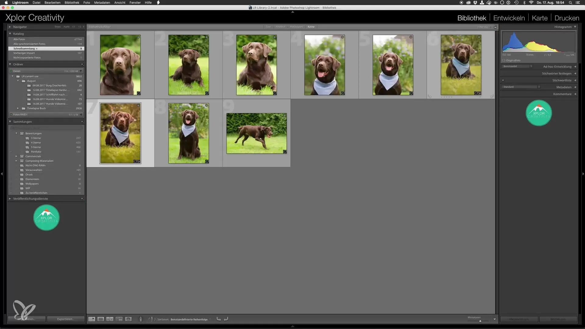 Last editing of dog photos in Lightroom and Photoshop