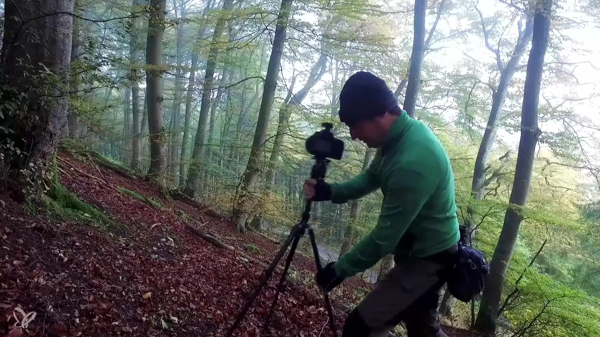 Fog and autumn mixed forest – Your photographic guide