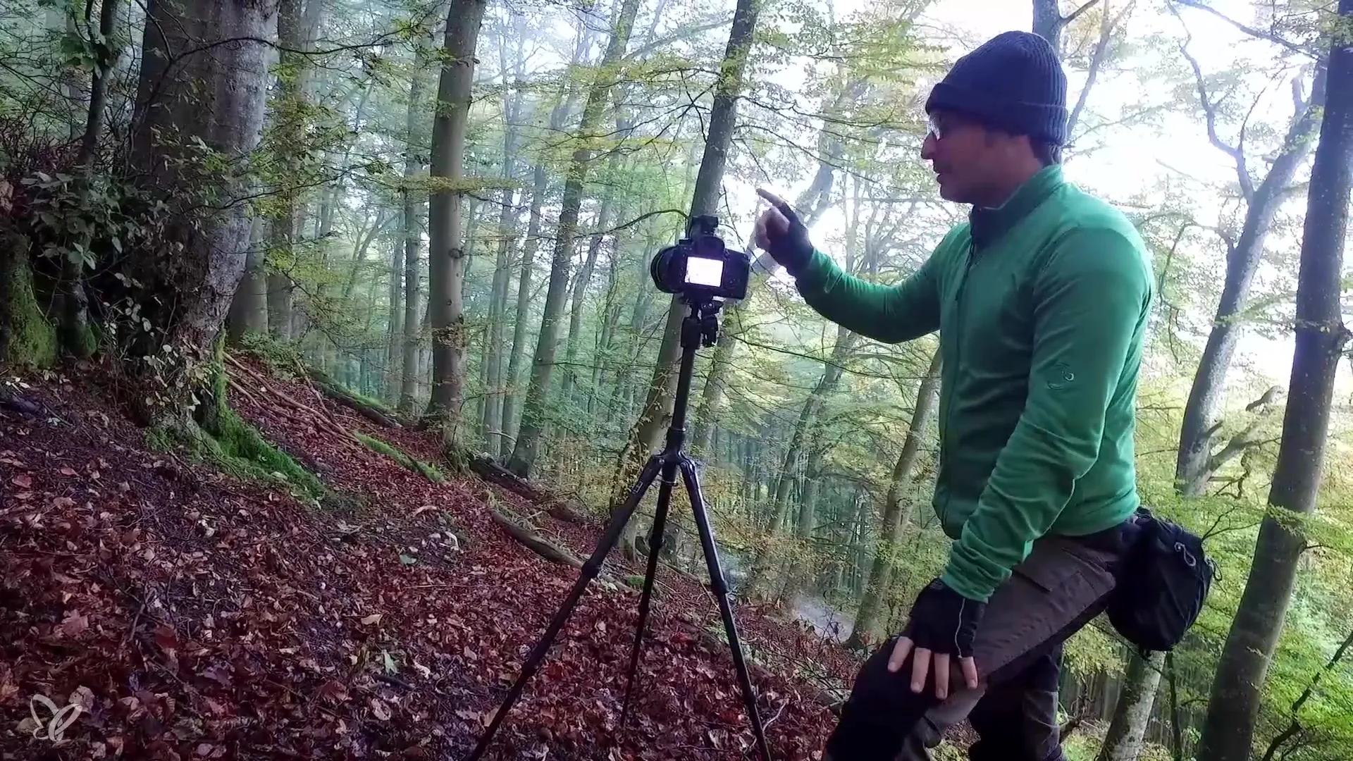 Fog and autumn mixed forest – Your photographic guide