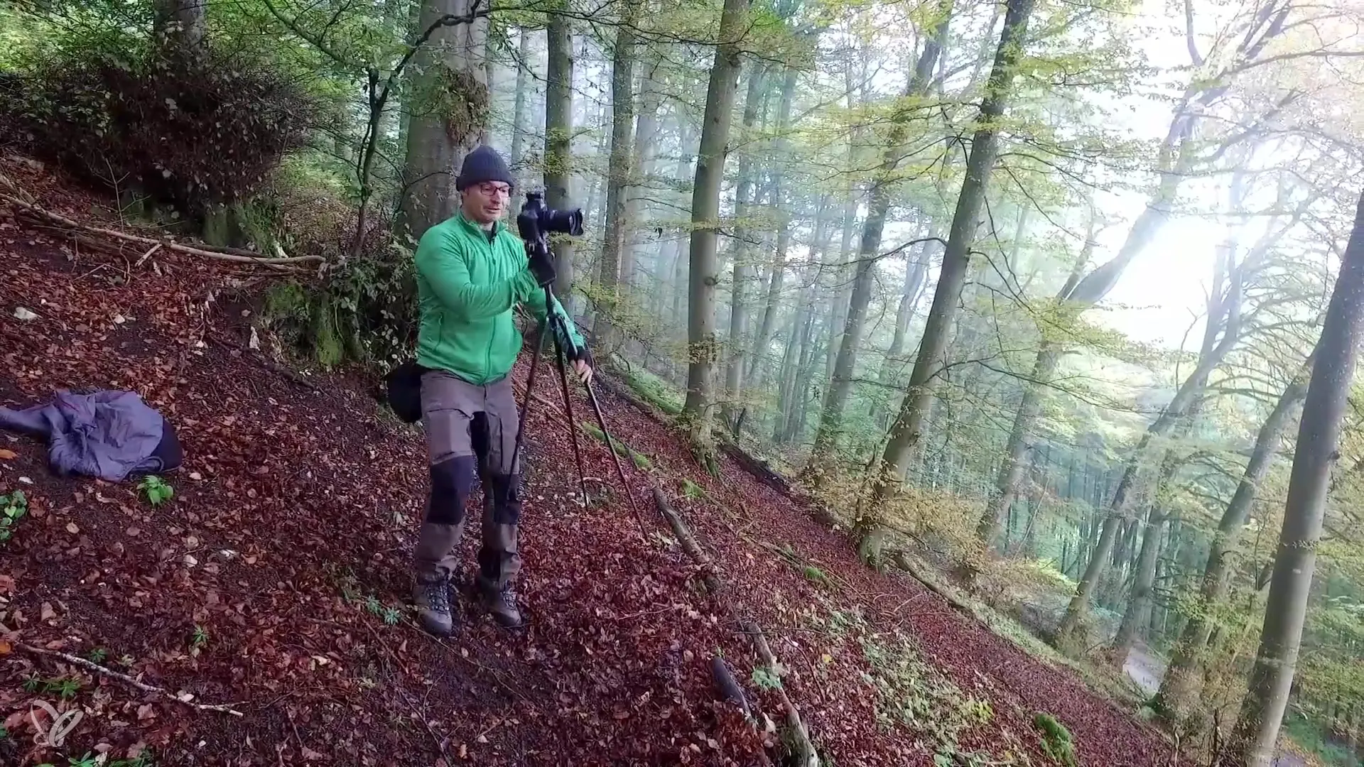 Fog and autumnal mixed forest – Your photographic guide