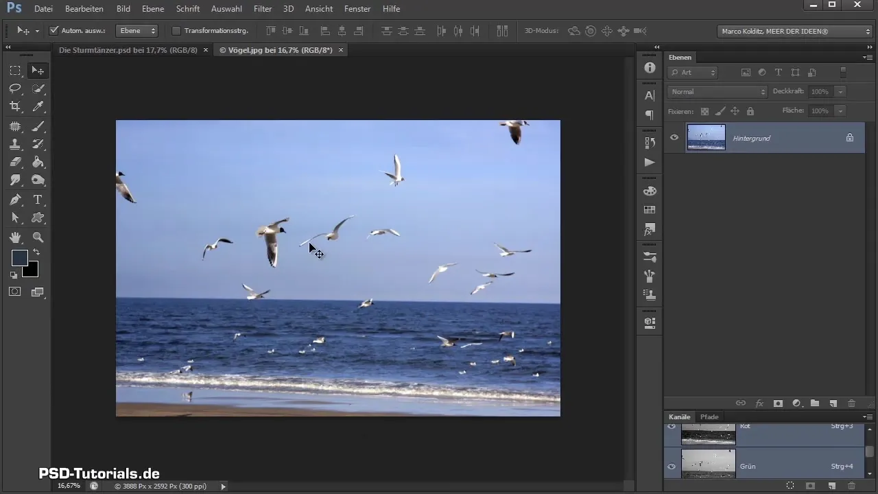Birds cut out and adjust in Photoshop compositing