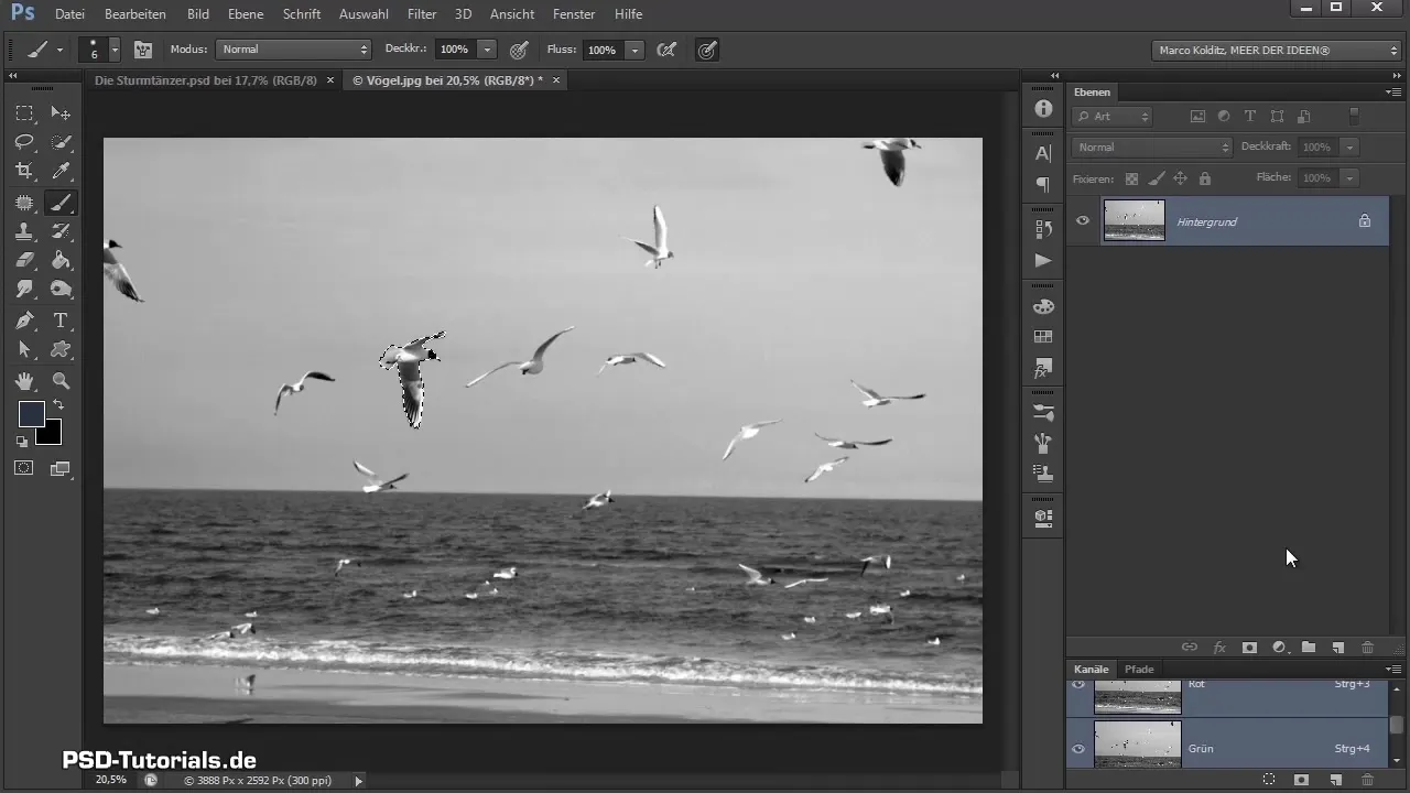 Isolating and adjusting birds in Photoshop compositing
