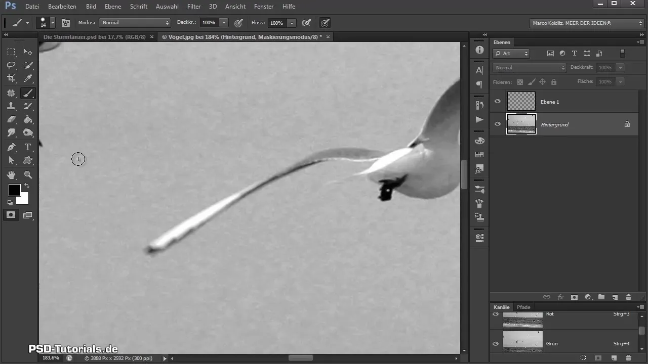 Isolating and adjusting birds in Photoshop compositing