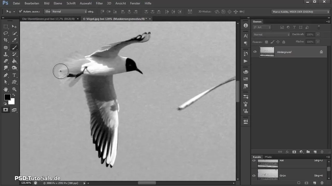 Isolate and adjust birds in Photoshop compositing
