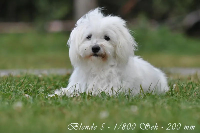Fotografia animale Parte 04: Ciò che conta è il taglio.