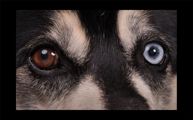 Fotografia animale parte 04: L'importante è il dettaglio