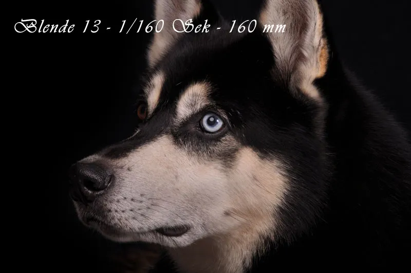 Fotografia di animali parte 04: Ciò che conta è il taglio