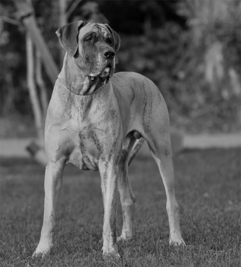 Fotografia di animali parte 04: È importante il taglio