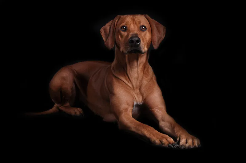 Fotografia di animali parte 04: È importante il taglio.