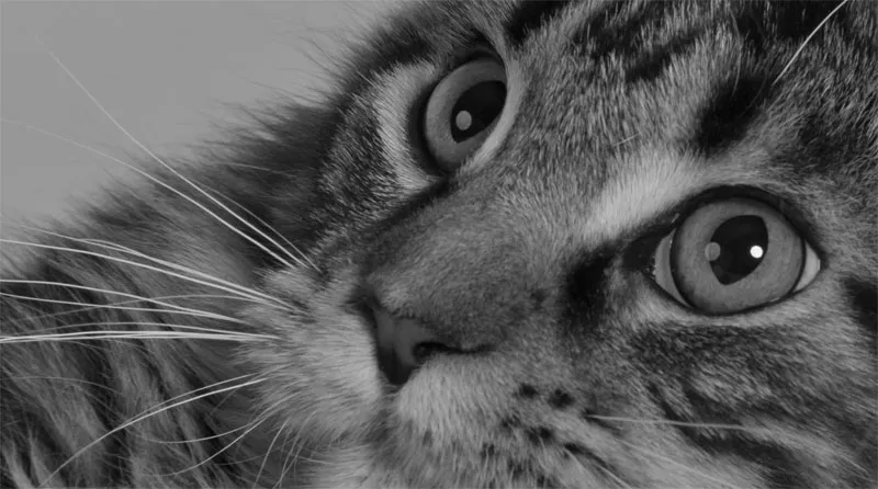 Fotografia di animali parte 04: Ciò che conta è l'inquadratura