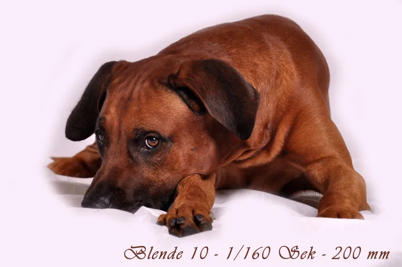 Fotografia di animali Parte 04: L'importanza del taglio