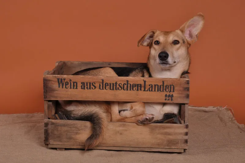 Fotografia animale Parte 04: È importante il taglio.