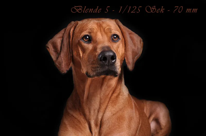 Fotografia di animali parte 04: L'importante è il dettaglio.