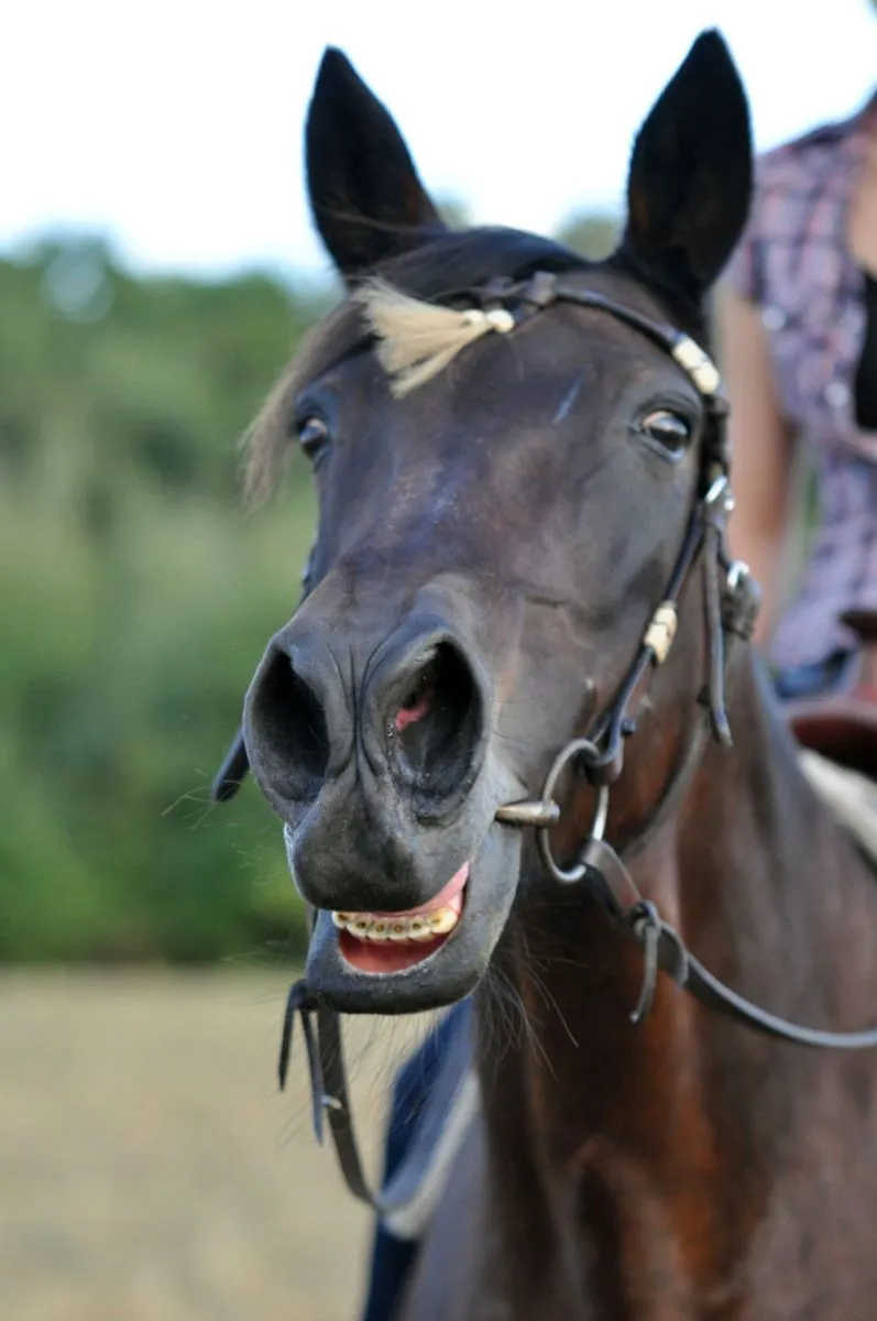 Fotografia di animali Parte 04: La composizione è importante.