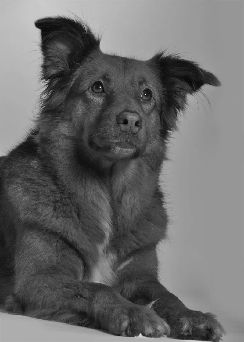Fotografia animaliera parte 04: Quello che conta è il dettaglio
