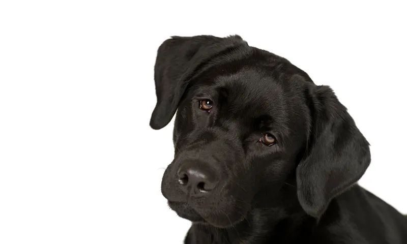 Fotografía de animales parte 05: Preparativos y planificación de la toma