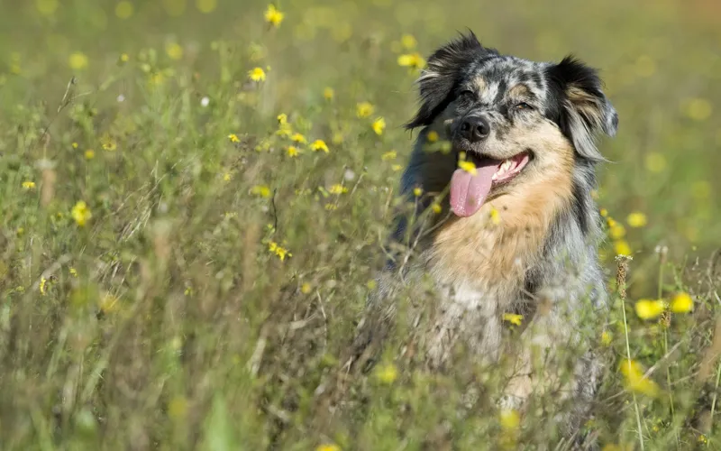 Fotografía de animales parte 05: Preparativos y planificación de la toma