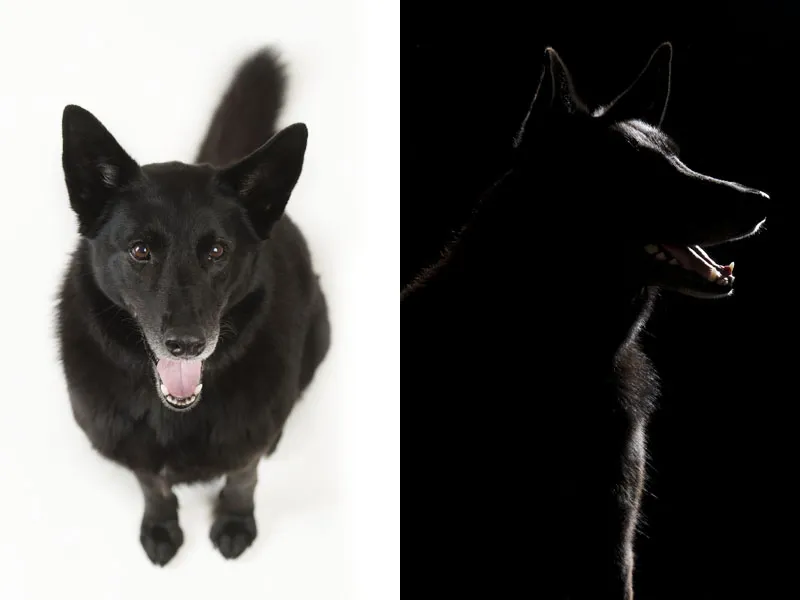 Fotografía de animales parte 05: Preparativos y planificación de la toma