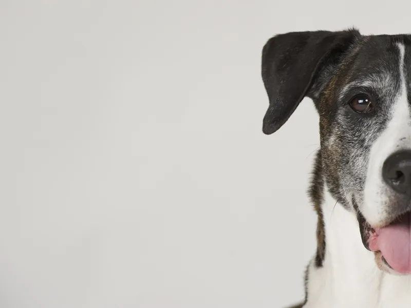 Fotografía de animales parte 05: Preparativos y planificación de la toma