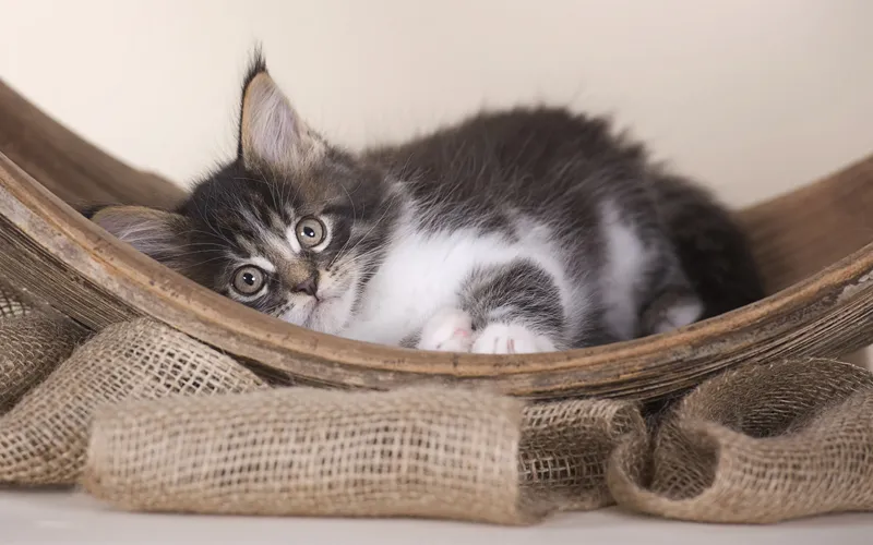 Fotografía de animales parte 05: Preparativos y planificación de la toma