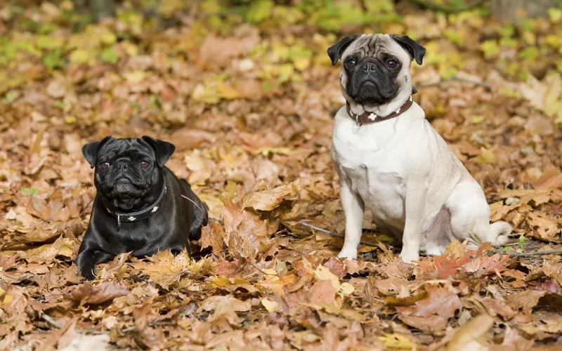 Fotografía de animales parte 05: Preparativos y planificación de la toma