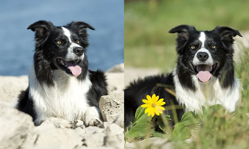 Fotografía de animales parte 05: Preparativos y planificación de la toma