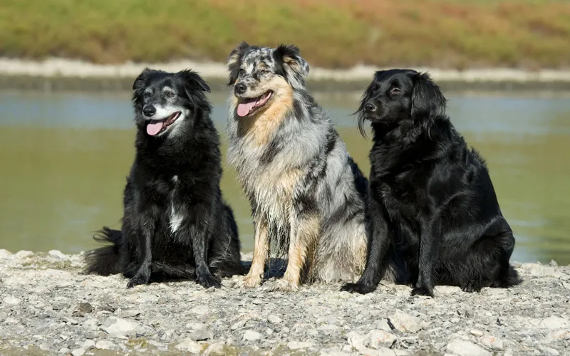 Fotografía de animales parte 05: Preparativos y planificación de la toma