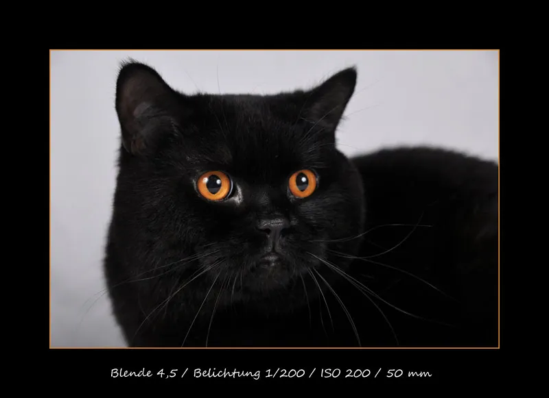 動物写真シリーズ 第07部：猫の写真撮影