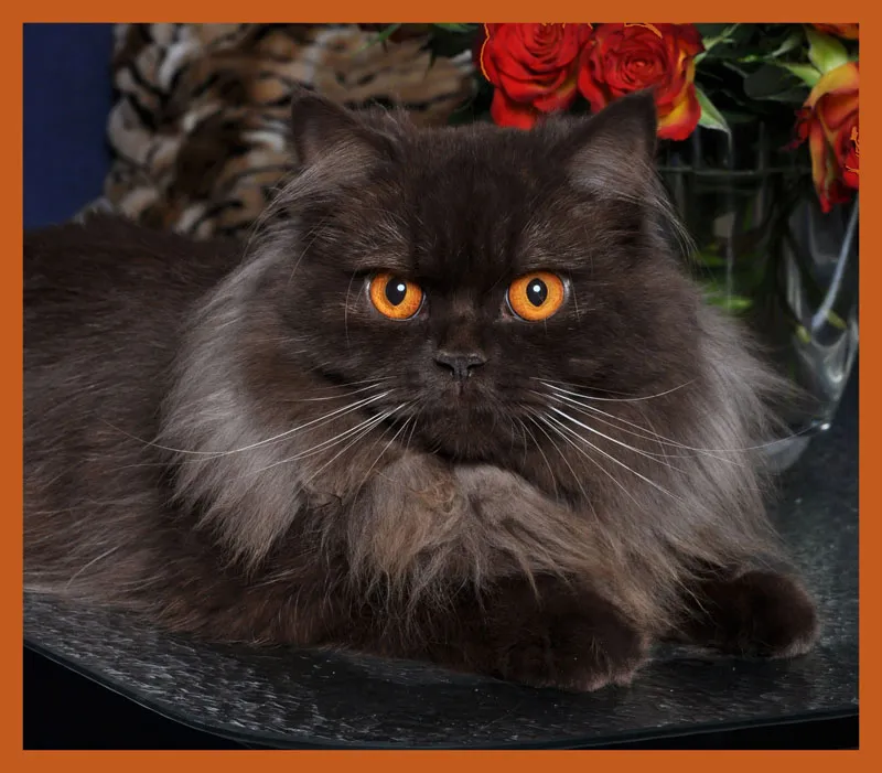 動物写真 第07部：猫写真