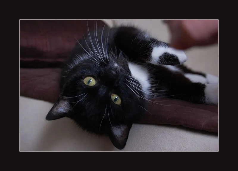 動物写真シリーズ 07: 猫の写真