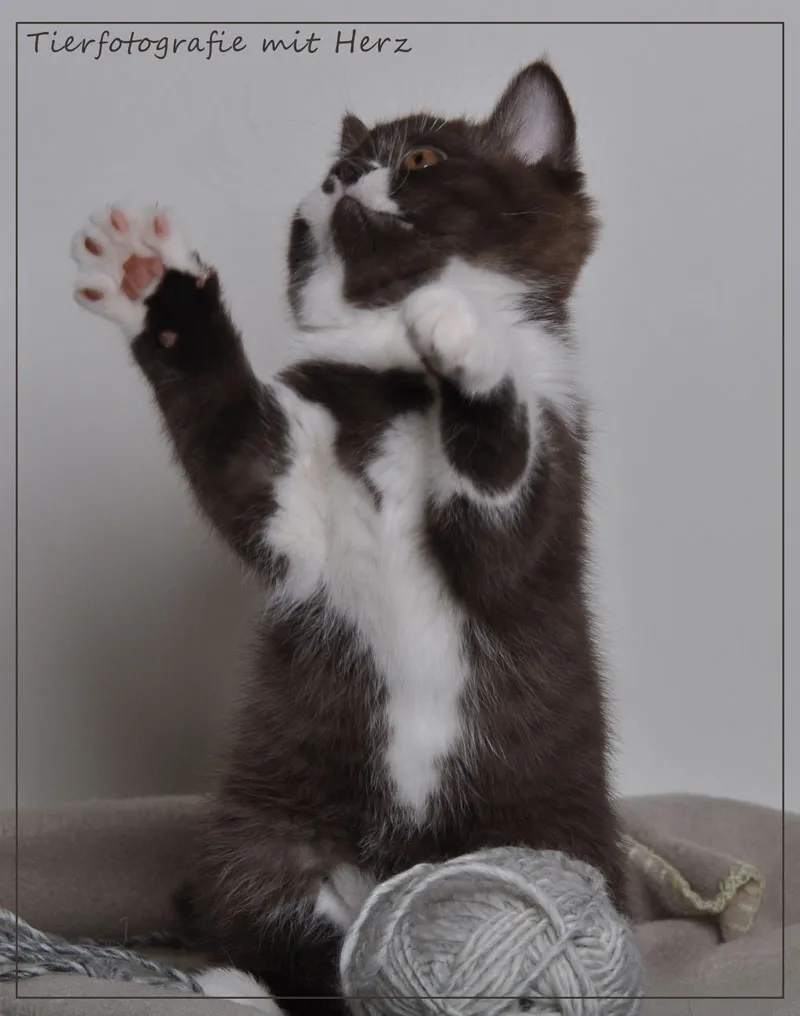 動物写真撮影 パート07：猫写真