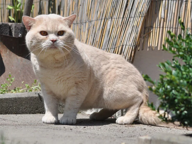 動物写真術 第07部：猫の写真術