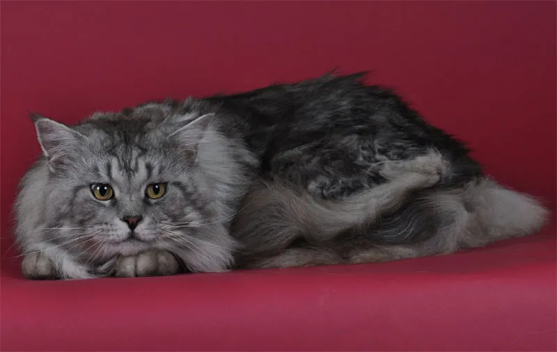 動物写真 第07部: 猫の写真撮影