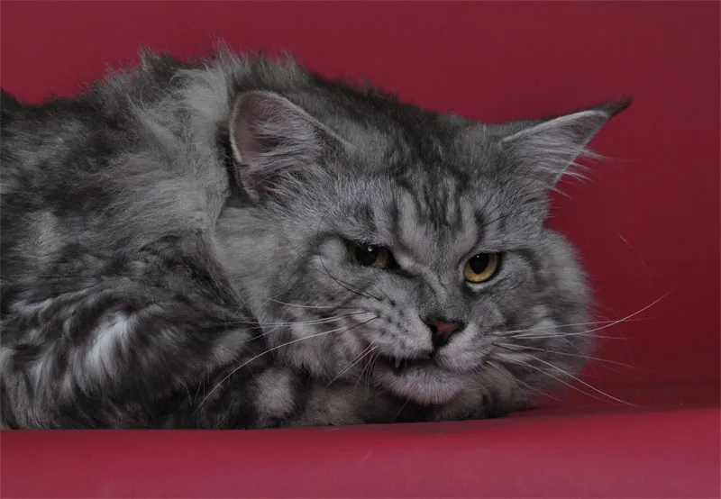 動物写真テクニック 第07章: 猫の撮影