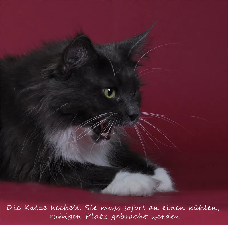 動物写真撮影 パート07: 猫の写真撮影