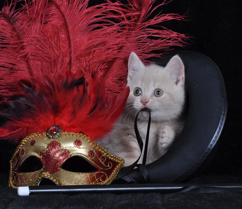 動物写真撮影 パート07: 猫の写真撮影
