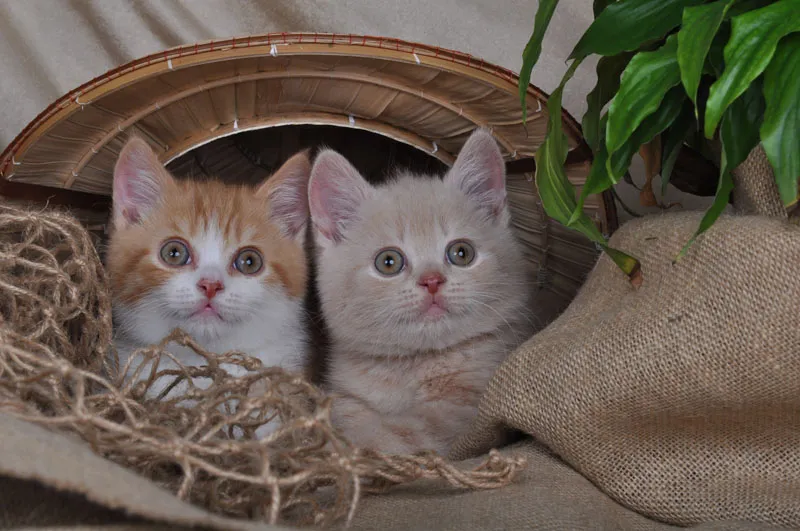 動物写真撮影 パート07：猫写真