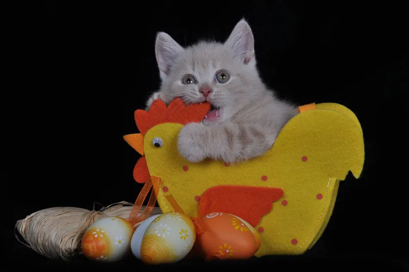 動物写真シリーズ第07弾：猫写真