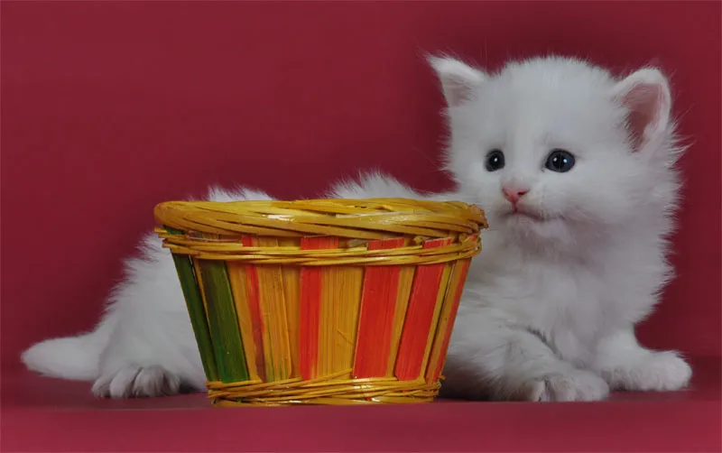 動物写真　パート07: 猫写真